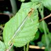 Platycnemis latipes